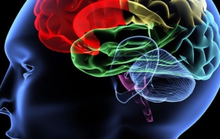 Illustration de l'article : Sept idées reçues sur le cerveau qui limitent votre efficacité - L'Express L'Entreprise
