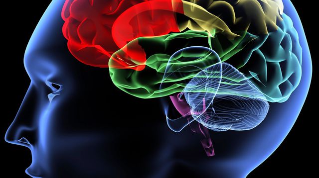 Sept idées reçues sur le cerveau qui limitent votre efficacité – L’Express L’Entreprise