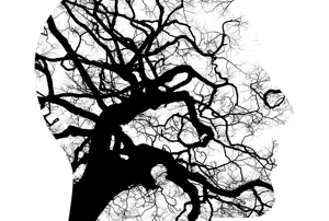 Illustration de l'article : Le cerveau et la neuro-pédagogie digitale - Partie I | Thot Cursus
