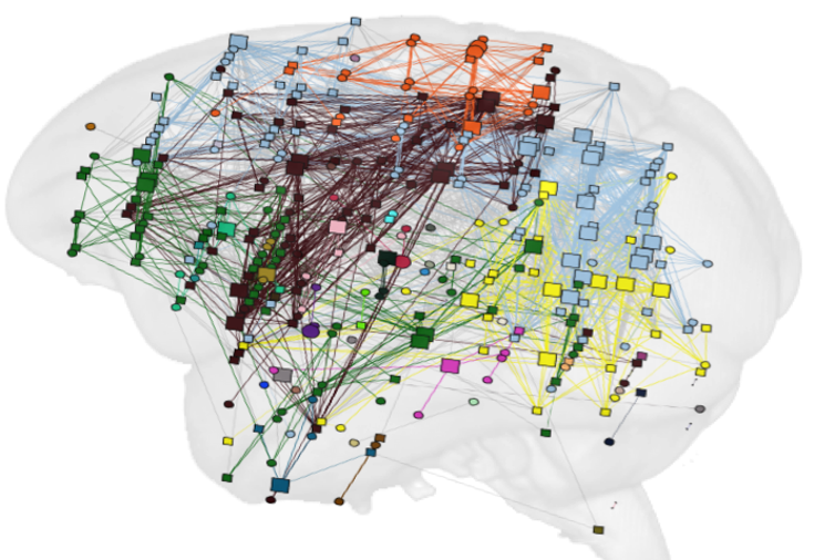 notre-cerveau-roi-des-reseaux