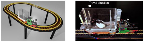 les-sequences-enchevetrees-un-mecanisme-indispensable-a-la-formation-de-la-memoire-techno-science-net