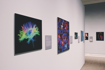 la-cognition-du-neurone-a-la-societe-lusine-nouvelle