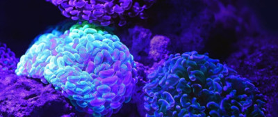 module-webco-tv-en-savoir-plus-sur-ladaptive-learning-latelier-du-formateur