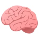 neuroeducation-78-ressources-dsden-des-yvelines