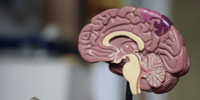 neurosciences-comprendre-les-flux-de-communication-dans-le-cerveau-grace-au-machine-learning-actuia
