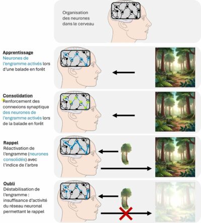 comment-les-souvenirs-sont-ils-stockes-dans-notre-cerveau