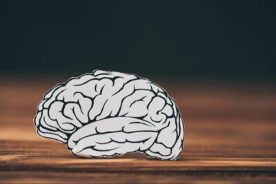neuromythes-en-education-ils-sont-toujours-la